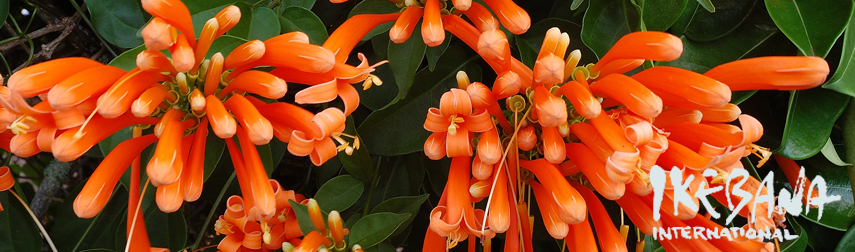 Orange Trumpet flower or Huapala