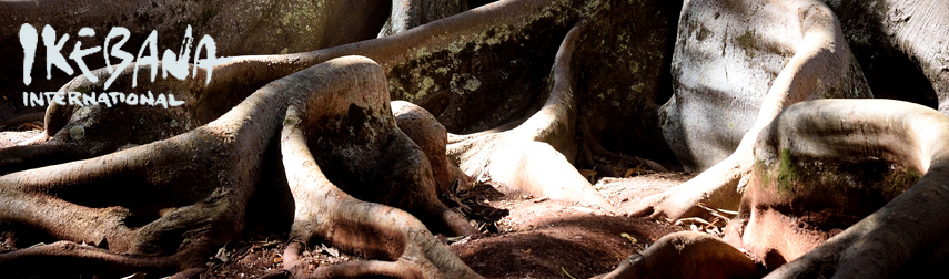 tree roots
