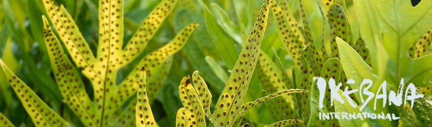 fern