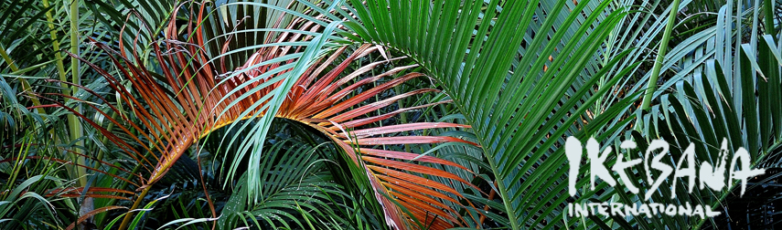 Arica palms