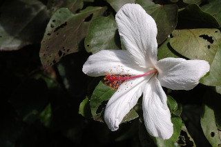 white
                          hibiscus