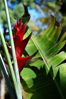 red
                          heliconia and shadow