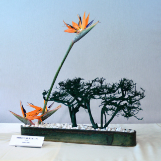 Shizuyo
                    Kikuta's arrangement