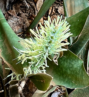 African plant