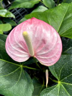 anthurium