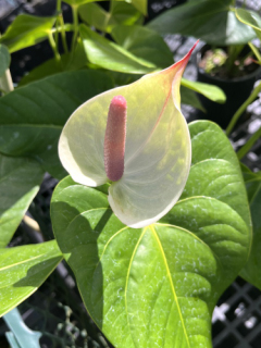 anthurium