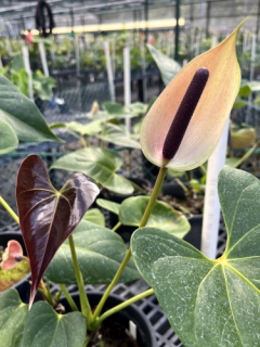 anthurium