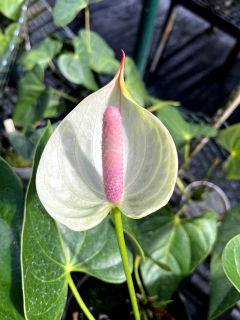 anthurium