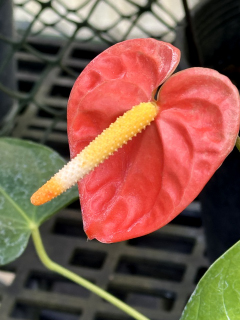 anthurium